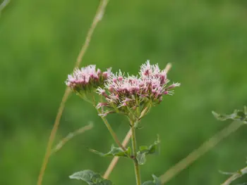 Velzeke (België)